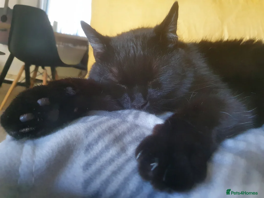 Domestic Shorthair cats for sale: Jaguar needs a new home - Advert 5