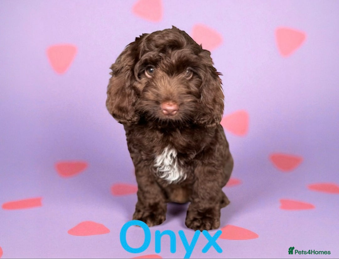 Cockapoo dogs for sale: ⭐️READY NOW⭐️Stunning DNA clear C f1 choc  - Image 8