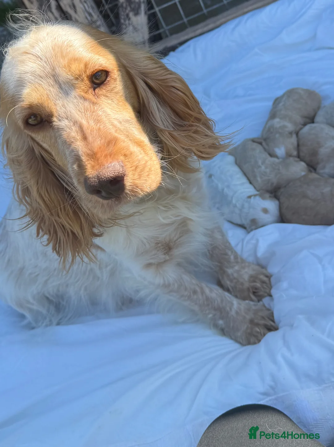 Cockapoo dogs for sale: Beautiful cockapoo  puppies  - Advert 1