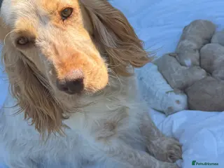 Cockapoo dogs Beautiful cockapoo puppies - Advert 6