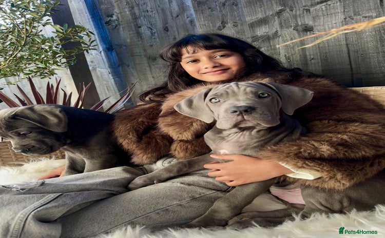 Mixed Breed dogs Last mastiff pups available  - Advert 2