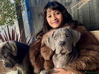 Mixed Breed dogs Last mastiff pups available - Advert 5