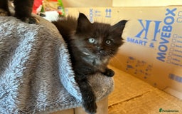 Maine Coon cats for sale: Maine coon babies - Advert 12