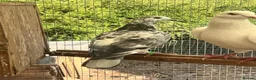Pigeons birds for sale: Fancy Pigeons Looking for New Homes - Advert 2