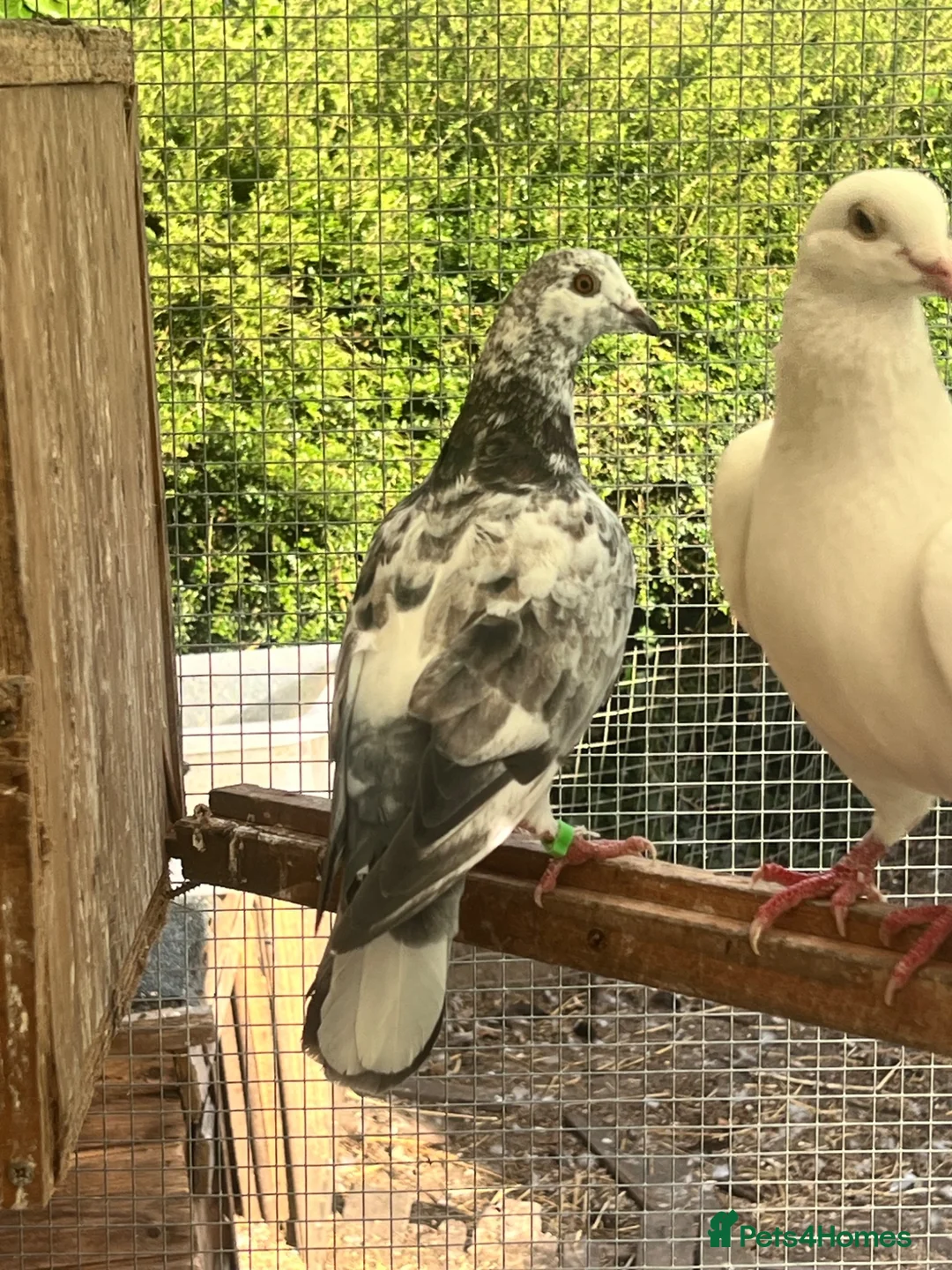 Pigeons birds for sale: Fancy Pigeons Looking for New Homes - Advert 2