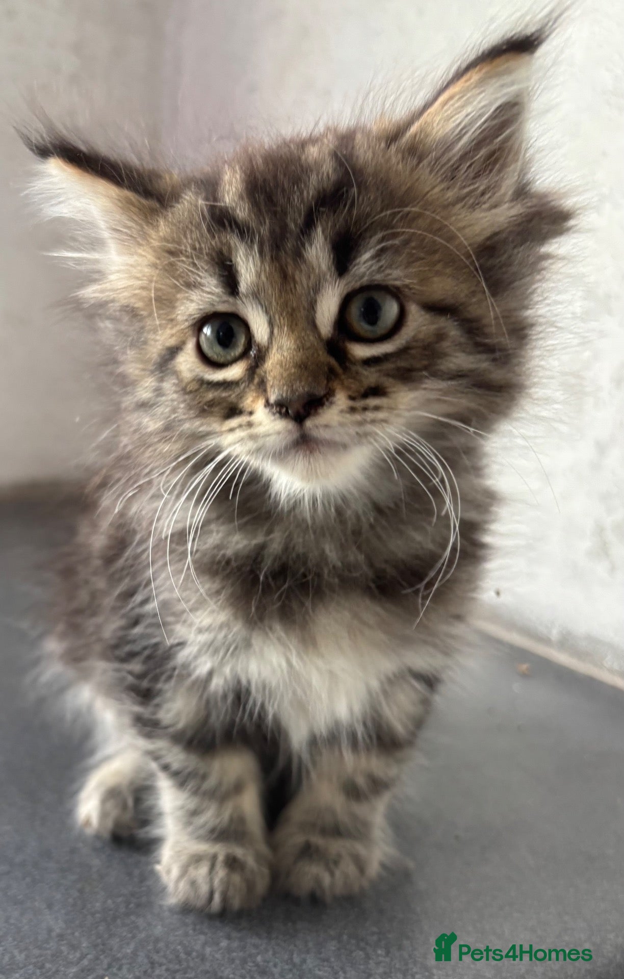 Mixed Breed cats for sale: 🐱 Persian+MaineCoon Kittens – Playful & Fluffy 🐱 - Advert 8