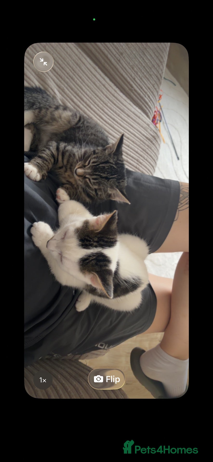 Domestic Shorthair cats Two 4 month male kittens  - Advert 1