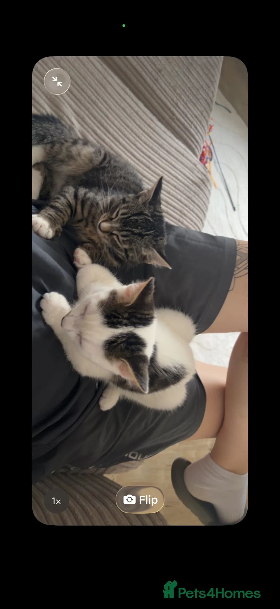 Domestic Shorthair cats for sale: Two 4 month male kittens  - Advert 1