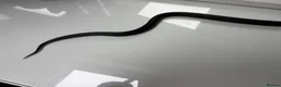 King Snake reptiles for sale: female mexican black kingsnake - Advert 7