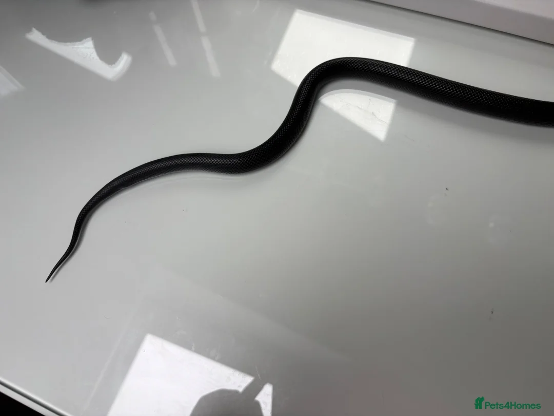 King Snake reptiles for sale: female mexican black kingsnake - Advert 7