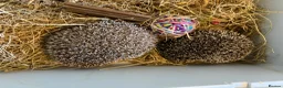 Pygmy Hedgehog rodents for sale: Pair Pygmy Hedgehogs Emergency Rehoming - Advert 2