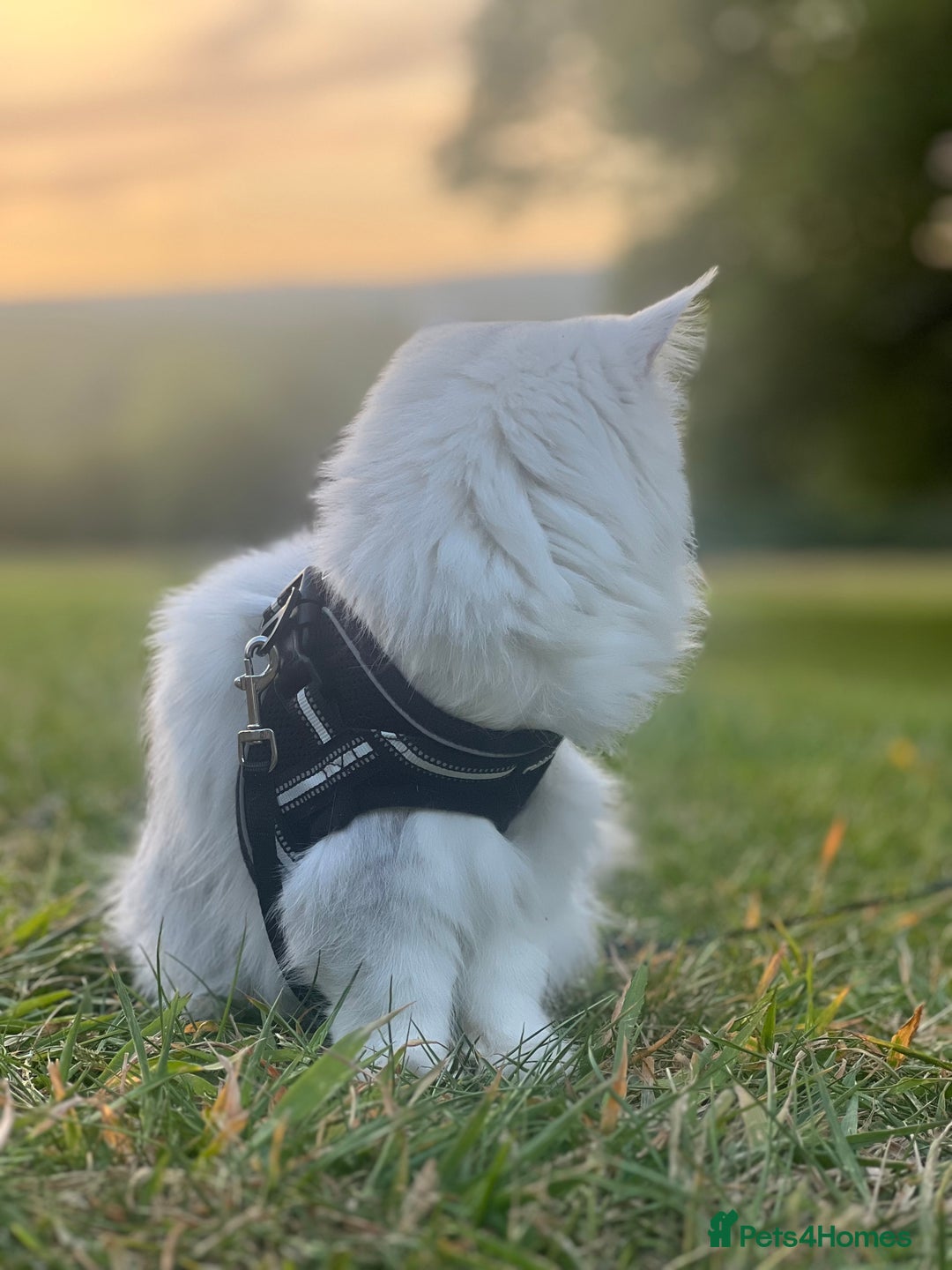 Persian cats for sale: Persian chinchilla  - Image 3