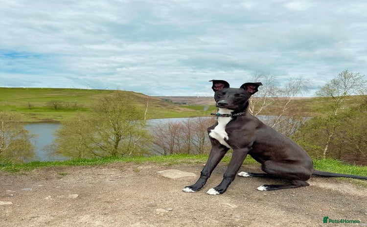 Mixed Breed dogs - Advert 1