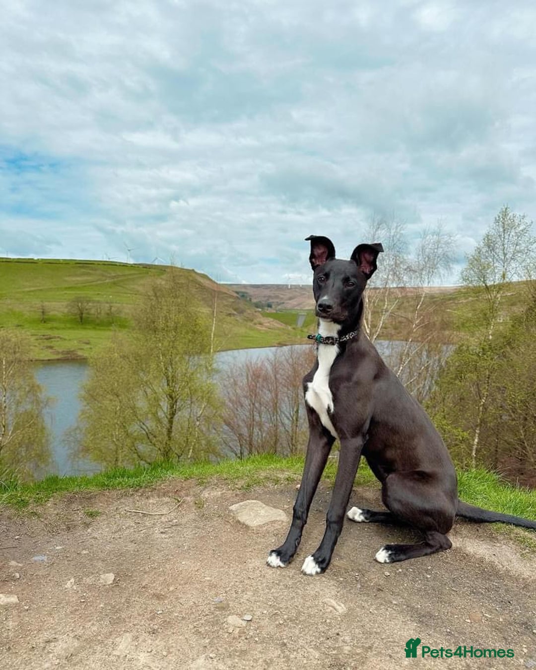 Mixed Breed dogs for sale: Lurcher Collie Cross - Image 1
