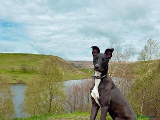 Mixed Breed dogs - Advert 4