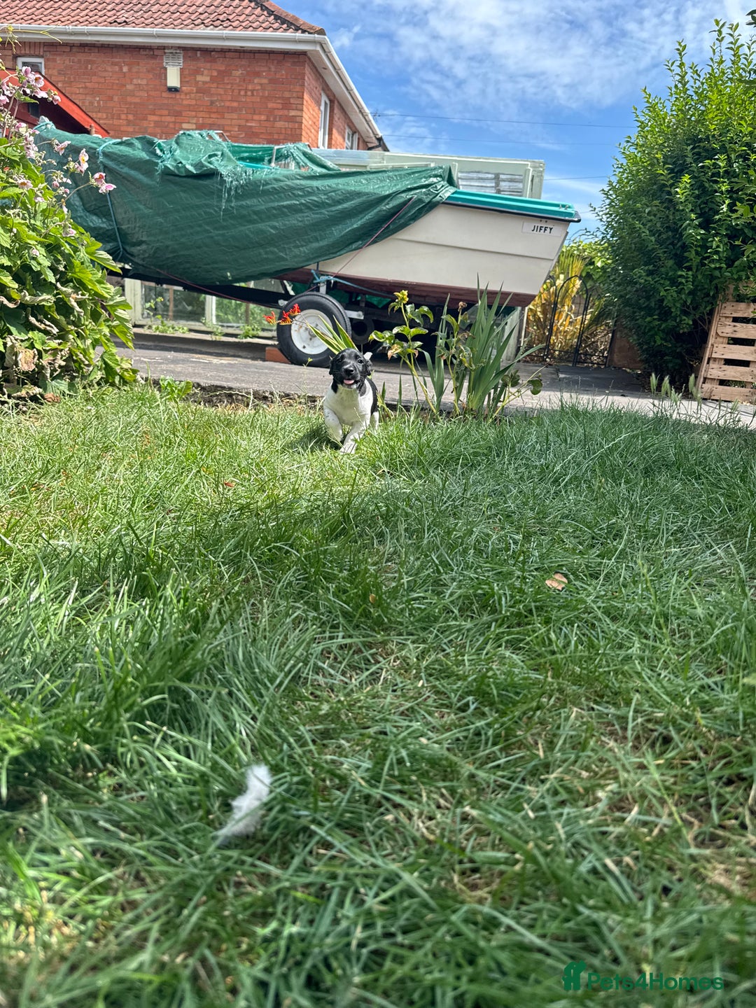 Jack Russell dogs for sale: 5 Available: Jack Russell Puppies. 2 Girls, 3 Boys - Image 37