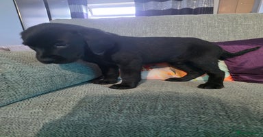 Labrador Retriever dogs - Advert 1