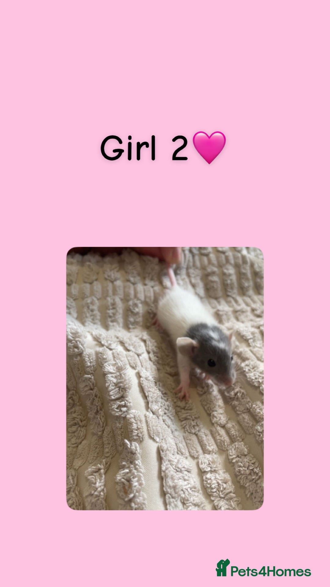 Rat rodents for sale: Beautiful baby rats looking for forever homes! - Image 2