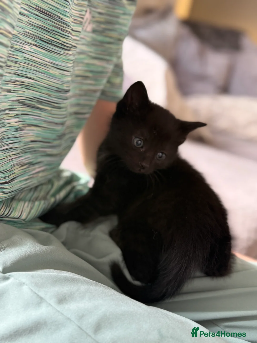 Mixed Breed cats for sale: Mix breed kittens  - Advert 2
