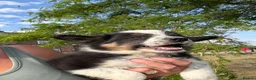 Border Collie dogs for sale: Beautiful Tri Border Collies looking for 5⭐️ homes - Advert 15