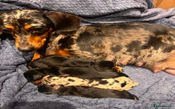 Miniature Dachshund dogs for sale: Stunning Miniature Dachshund Puppies - Image 4