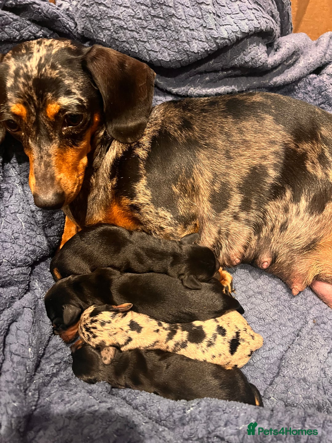 Miniature Dachshund dogs for sale: Stunning Miniature Dachshund Puppies - Image 4