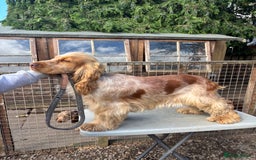 Cocker Spaniel dogs for sale: Outstanding show cocker pups - Image 28