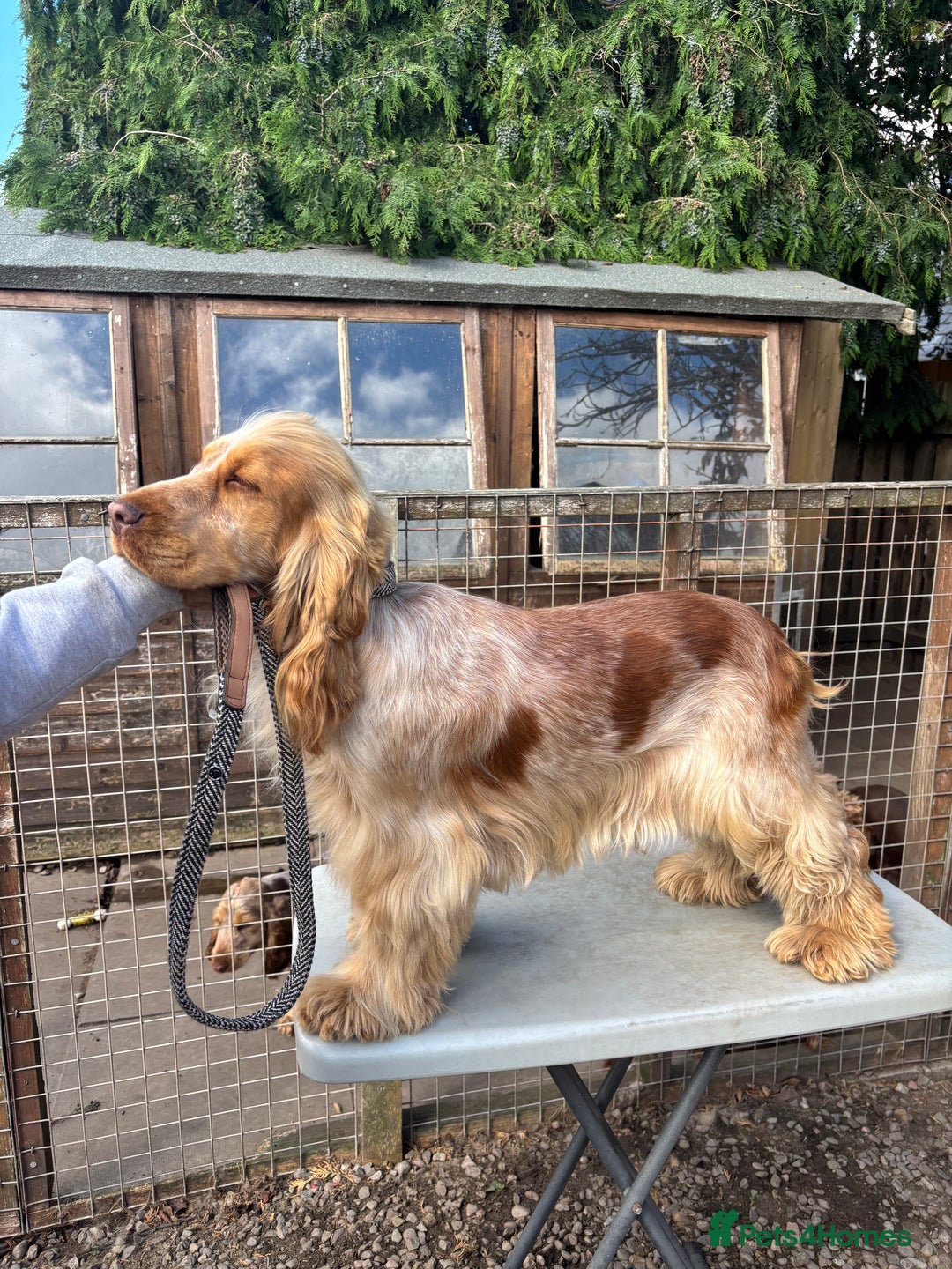 Cocker Spaniel dogs for sale: Outstanding show cocker pups - Image 28