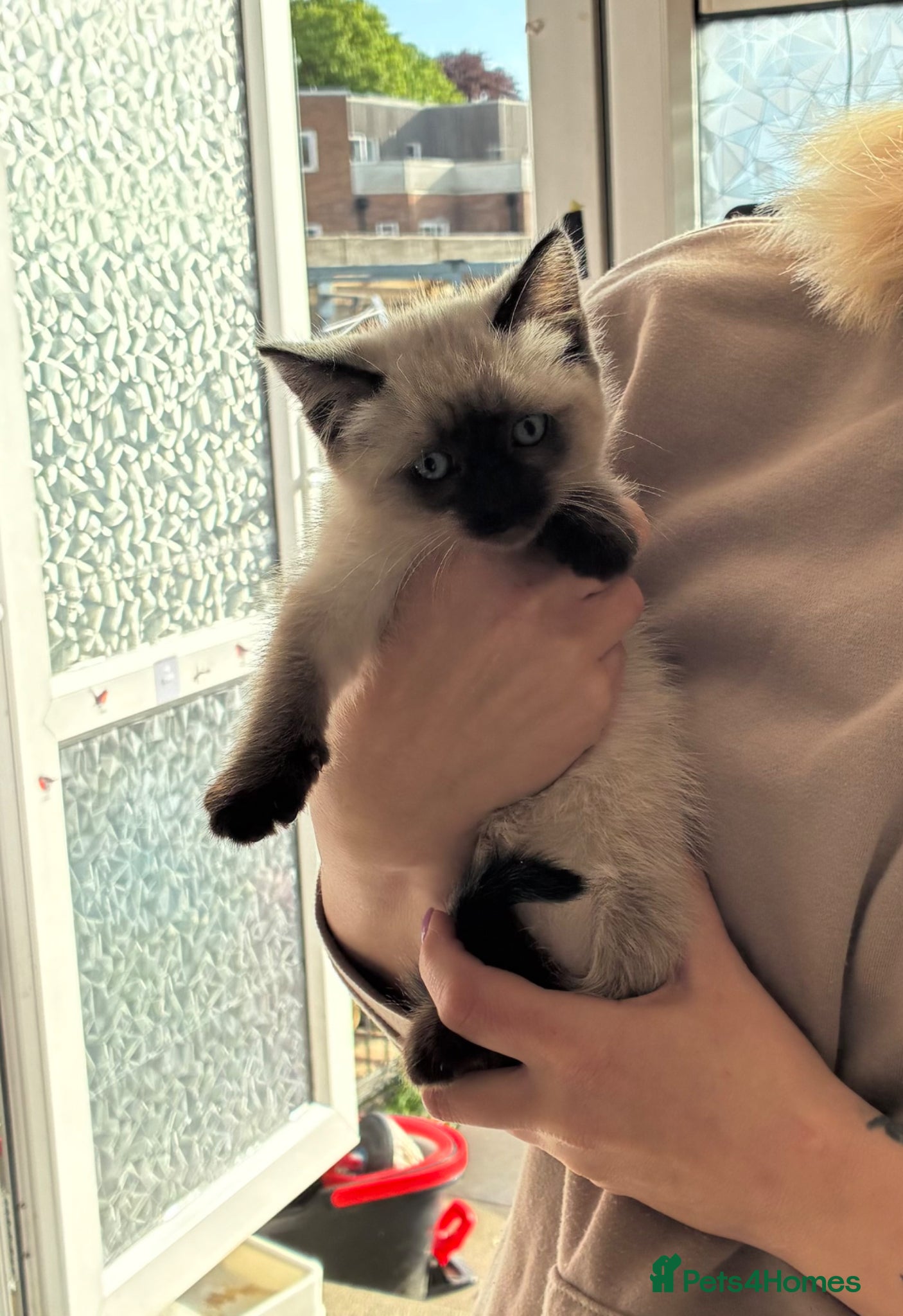 Ragdoll cats Ragdoll kittens to reserve only girl left - Advert 18