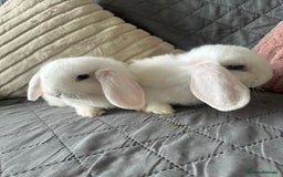 Mini Lop rabbits for sale: BEW Mini Lop Bucks for sale.  - Image 2