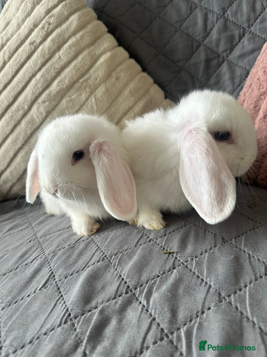 Mini Lop rabbits for sale: BEW Mini Lop Bucks for sale.  - Image 2