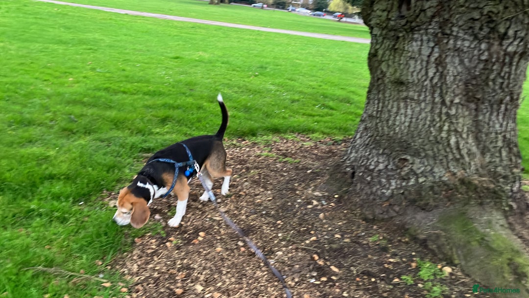 Beagle dogs for stud: Baxter wants a date - Advert 2