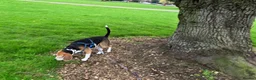 Beagle dogs for stud: Baxter wants a date - Advert 2
