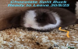 Mini Lop rabbits for sale: Mini Lops Bunnies. READ DESCRIPTION - Updated 22/7 in Chard - Image 36