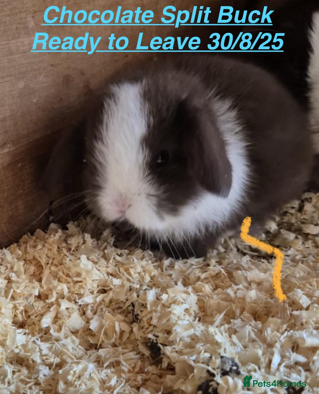 Mini Lop rabbits for sale: Mini Lops Bunnies. READ DESCRIPTION - Updated 22/7 in Chard - Image 36