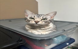 Bengal cats for sale: Beautiful Silver Bengal Girl - Image 2