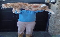 Maine Coon cats for sale: MAINE COONE KITTENS CHAMPION BLOODLINE - Image 4