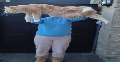 Maine Coon cats - Advert 7