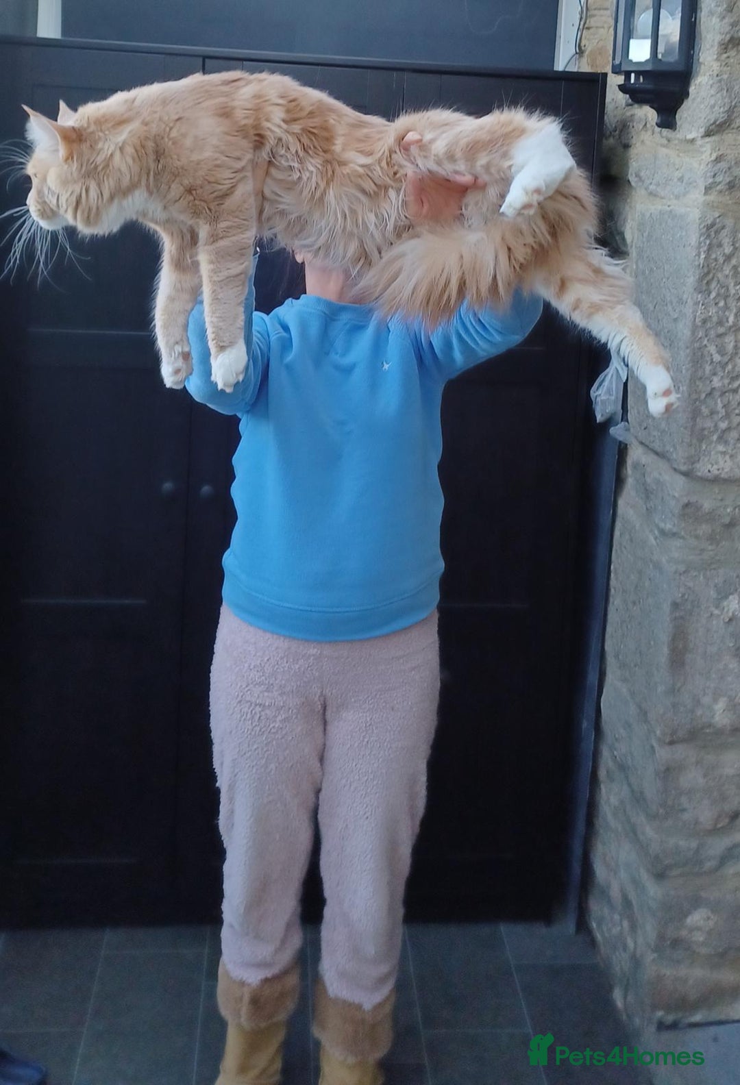 Maine Coon cats for sale: MAINE COONE KITTENS CHAMPION BLOODLINE - Image 4
