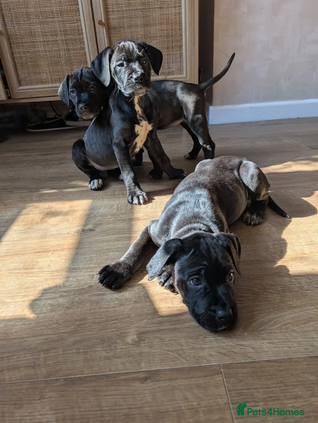 Mixed Breed dogs for sale: Beautiful Dal. De borduex puppies  in Birmingham - Advert 2