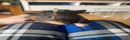 Guinea Pig rodents for sale: 2 male baby Guinea pigs  - Advert 14
