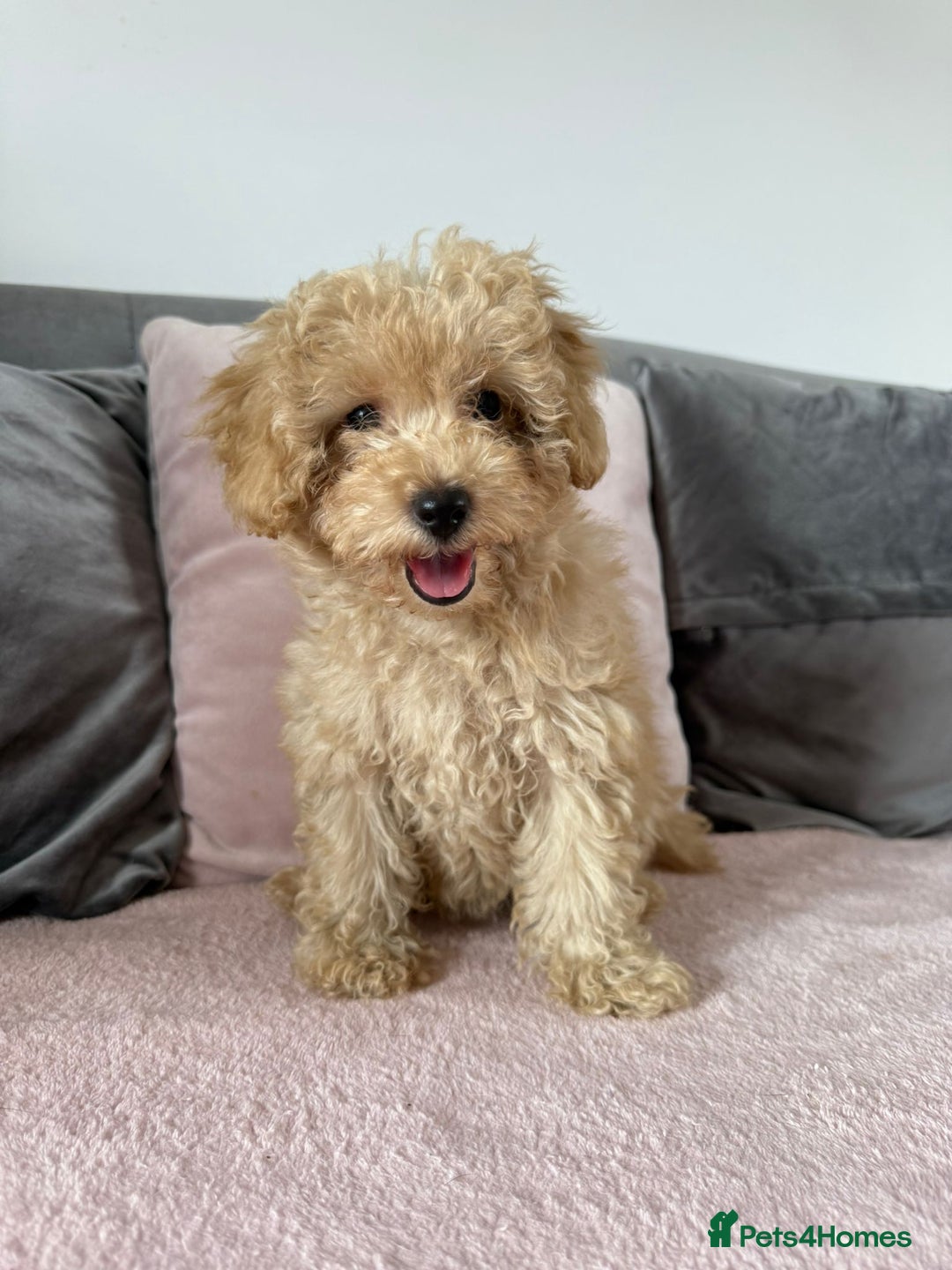 Toy Poodle dogs for sale: READY TO LEAVE Adorable Toy Poodles - Image 9