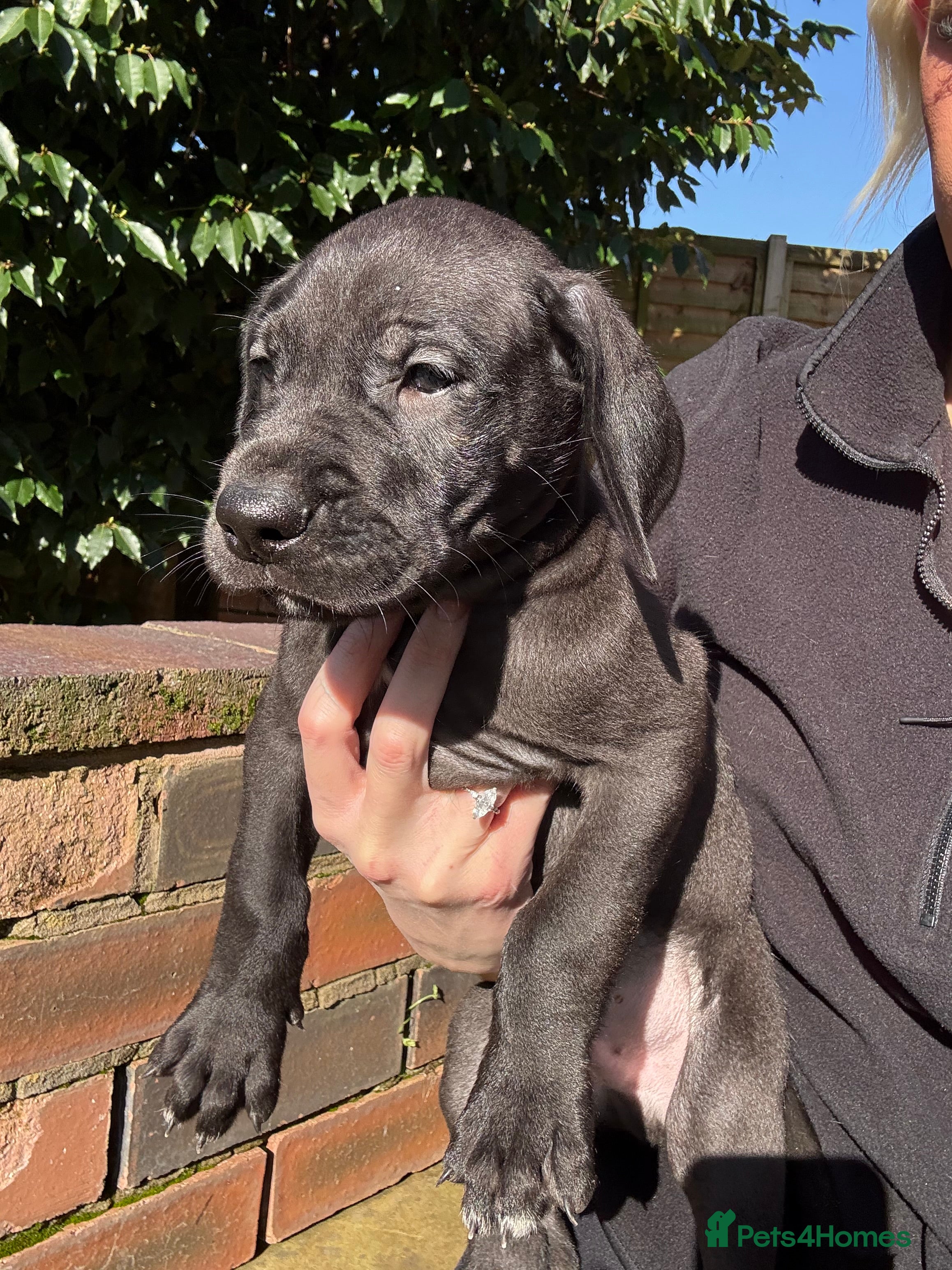 Great Dane dogs Health Tested KC reg Great Dane puppies - Advert 3