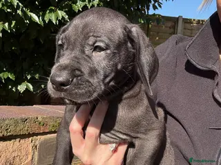 Great Dane dogs Health Tested KC reg Great Dane puppies - Advert 3