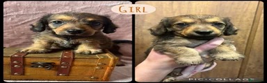 Doxiepoo 4
