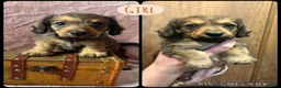 Doxiepoo dogs for sale: Doxiepoo puppies  - Advert 5