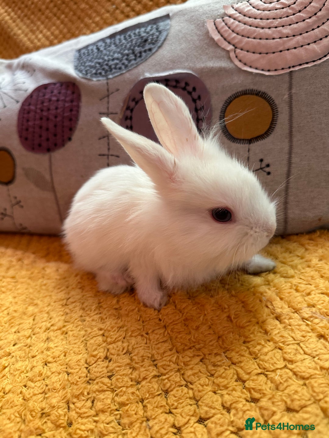 Lionhead rabbits for sale: Lionhead Babies for Sale  - Image 6