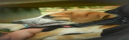 Mixed Breed dogs for adoption: Brilliant Benji - Advert 14