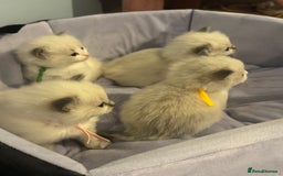 Ragdoll cats for sale: Three beautiful blue ragdoll kittens  - Image 5