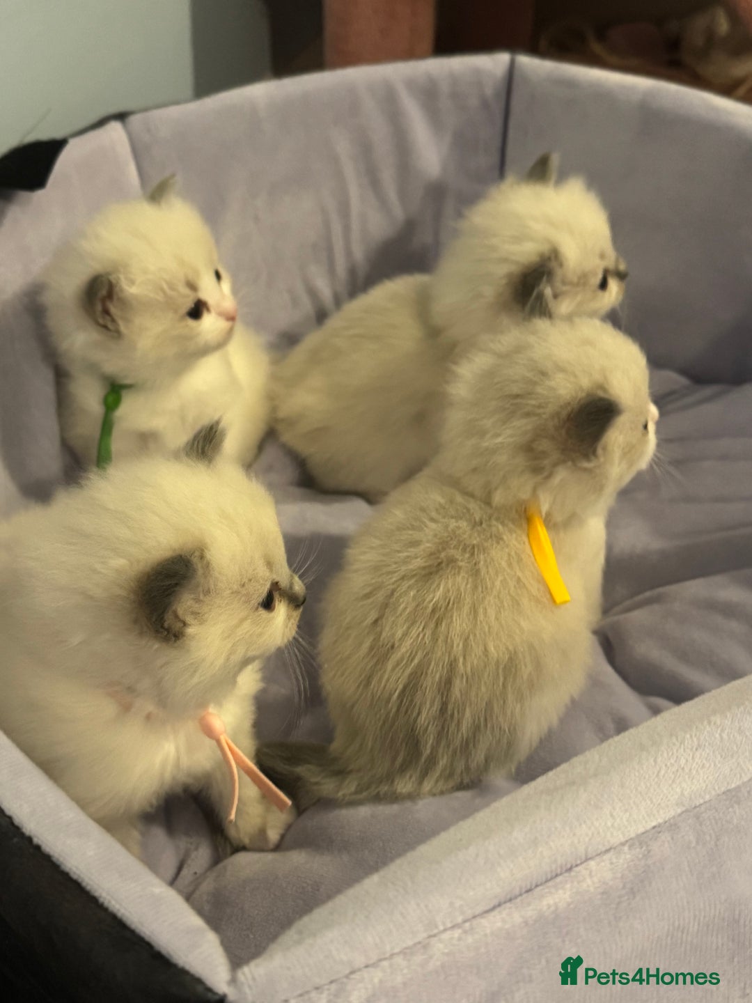Ragdoll cats for sale: Three beautiful blue ragdoll kittens  - Image 5